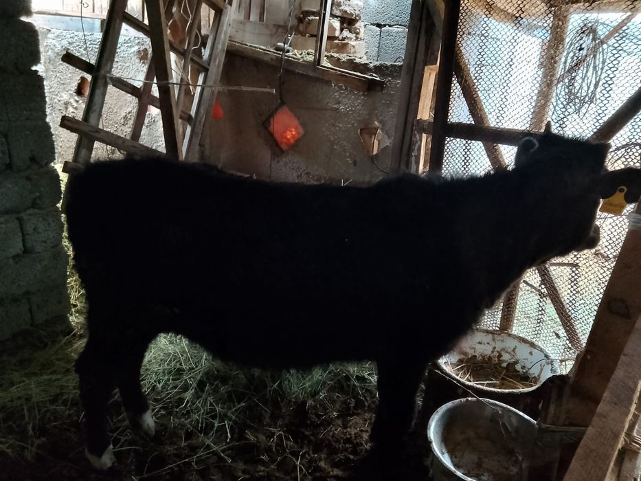 1 жасар ұрғашы бордақы бұзау сатылады