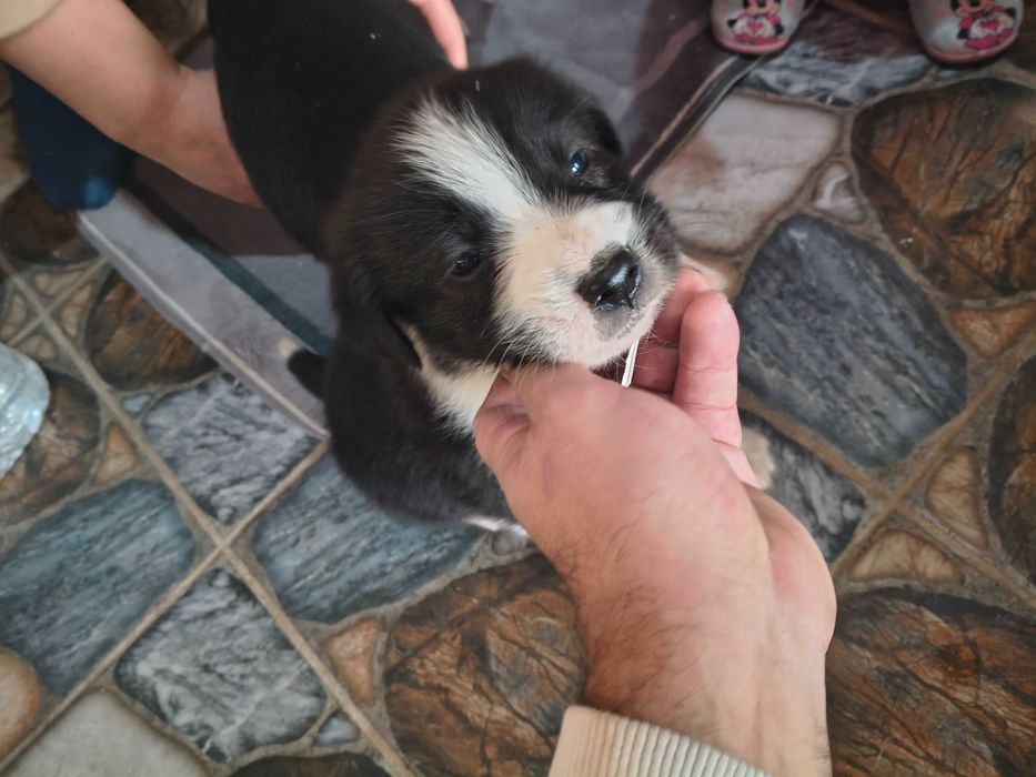 Подарявам Кученца!