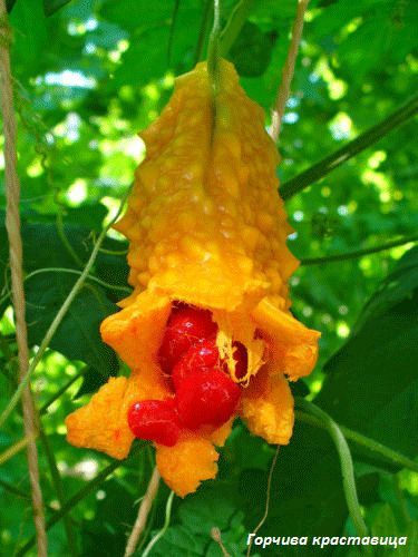 Екзотични растения / семена (доставка за цялата страна)