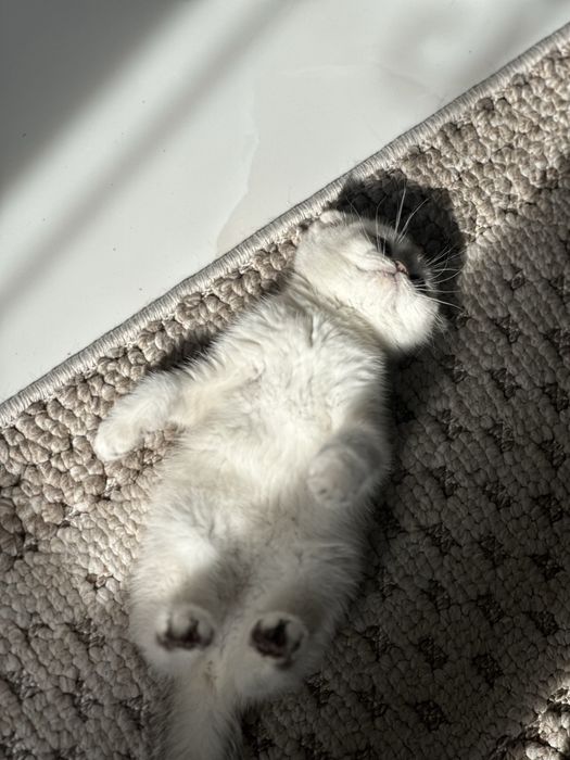 Котенок 2 месячный scotish fold