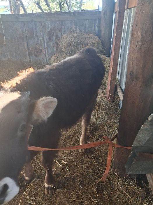 Екі бас еркек мал сатылады бір жасар