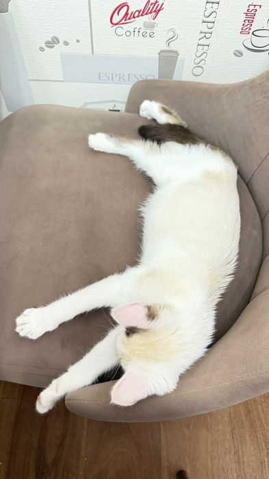 Отдам котенка в добрые руки