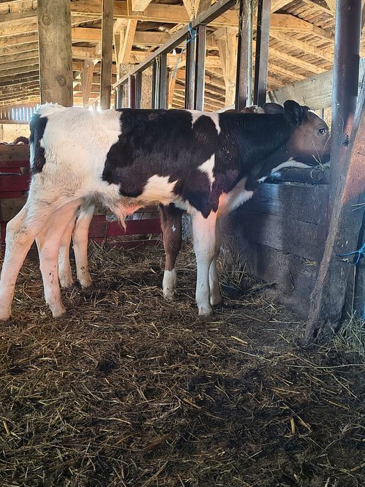 Vând vițel bălțat pe negru