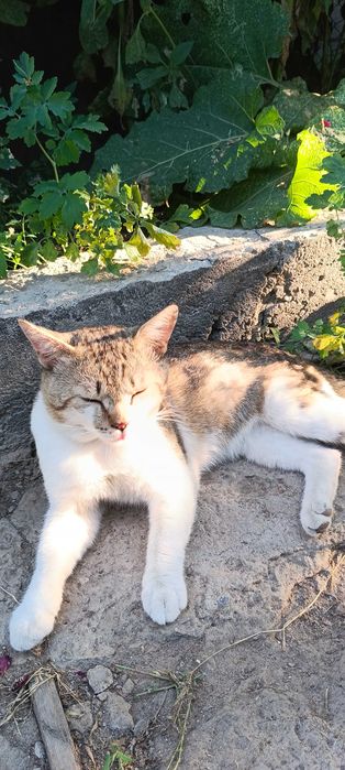 кот крысалов ,в добрые руки