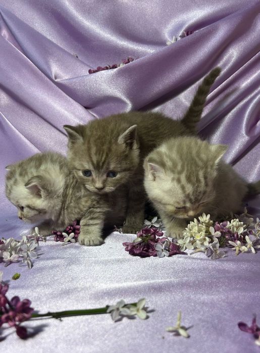 Котята шотландские