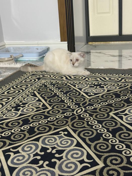 Продается кошка,