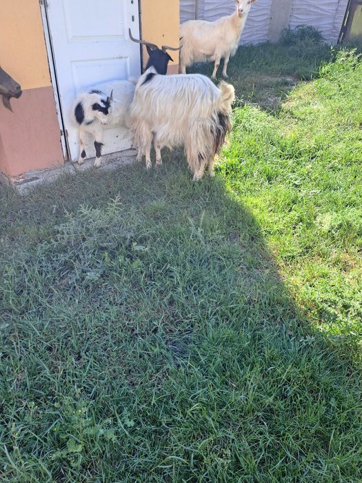 De vânzare 3 capre de tăiat sau ținut