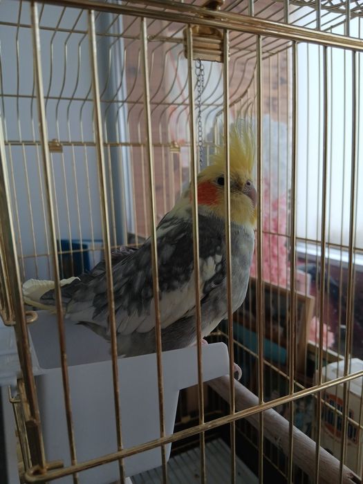 Продам попугая с клеткой