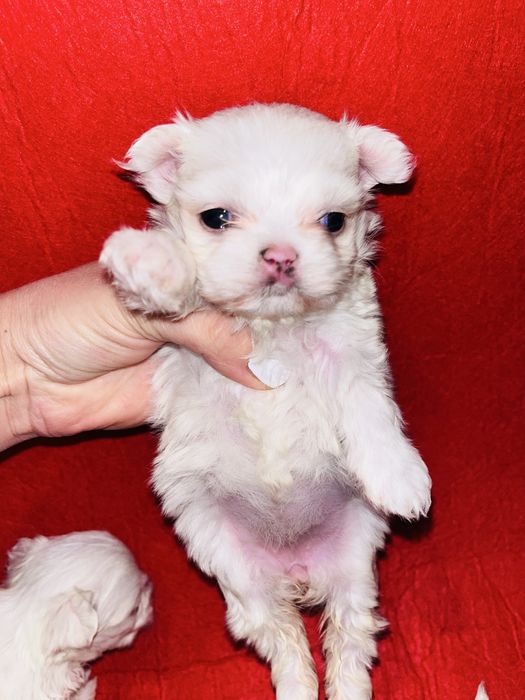 Мальтезе девочки (мальтийская болонка)