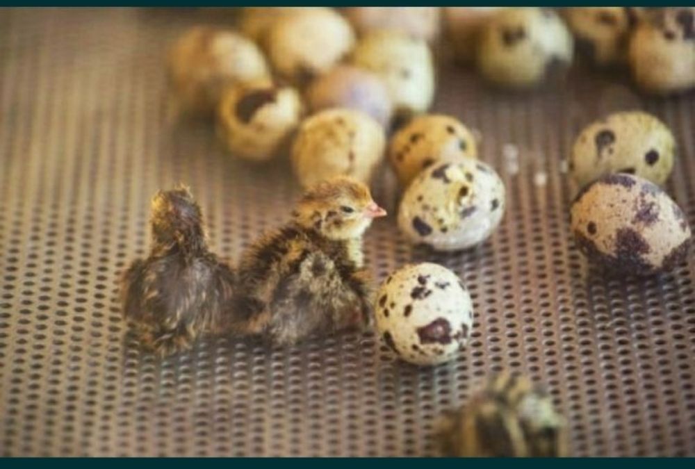 Бедана жожалари 1 кунлик