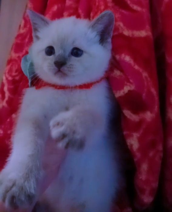 продаётся породистый котенок