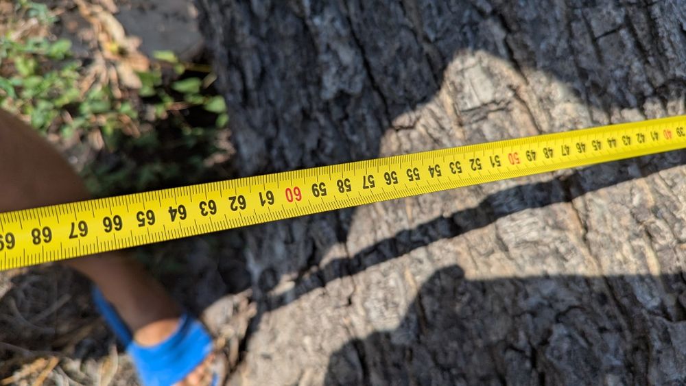 Орехово дърво 7 м + клони – с. Мерданя