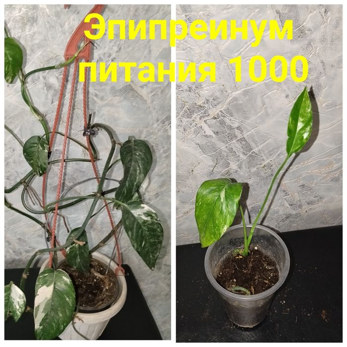 Цветы  комнатные