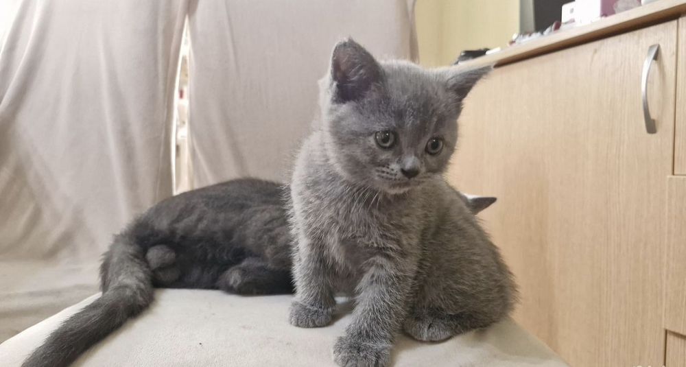 Британские котята