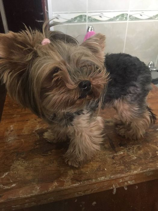 Стрижка мелких пород собак,грумер на дому