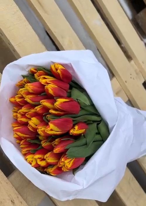 Продам тюльпаны к празднику