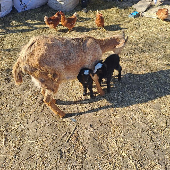 Vand 2 capre cu iezi