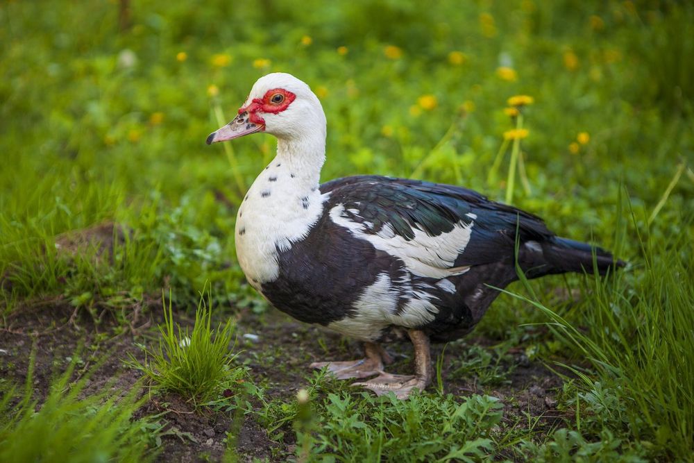 На Новогодний стол,куры ,гуси ,утки индаутки и даже перепёлки без ГМО