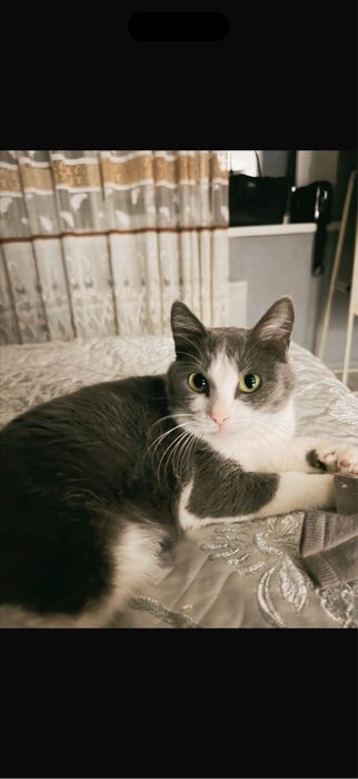 Кошечка Белль в добрые руки