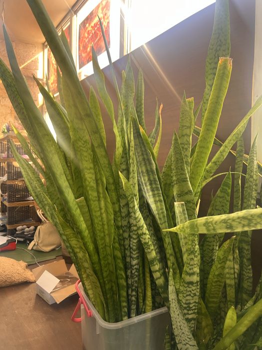 Продам отростки сансесверии.