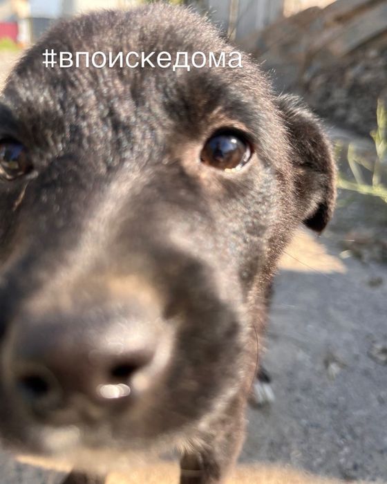 Щенята ищут дом