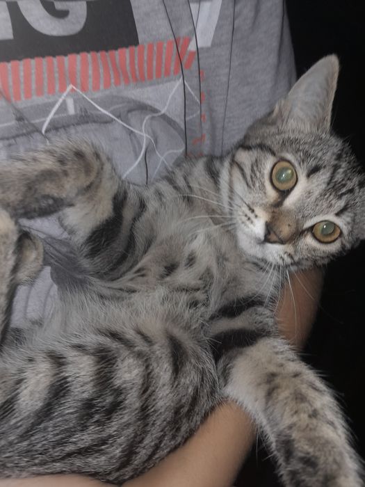 Отдам даром котенка