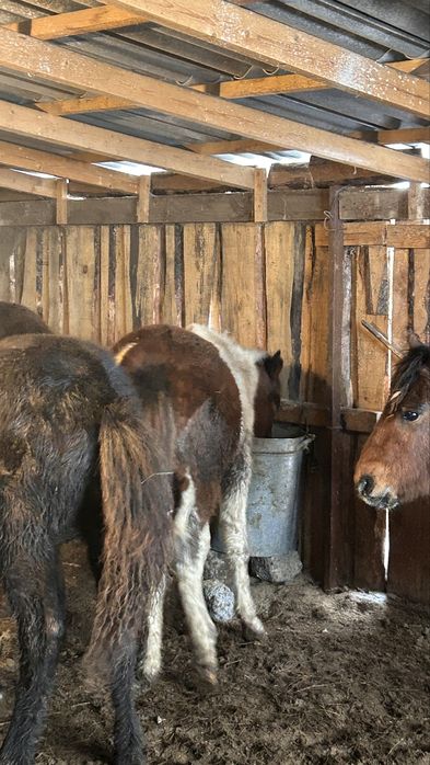 жабагылар сатылады