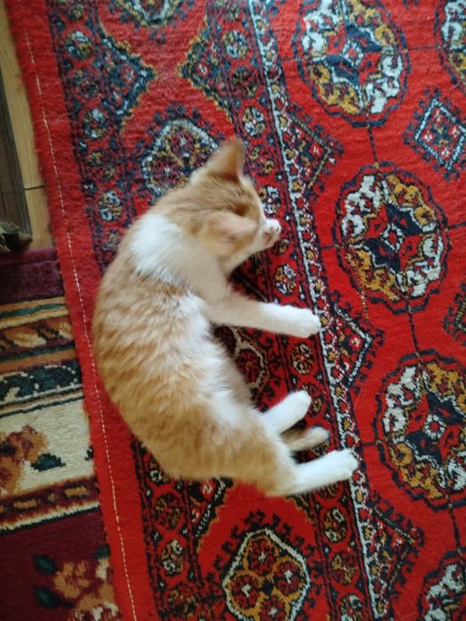 Котенок в добрые руки