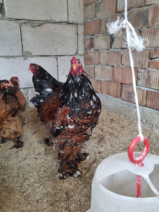 Vand brahma portelan