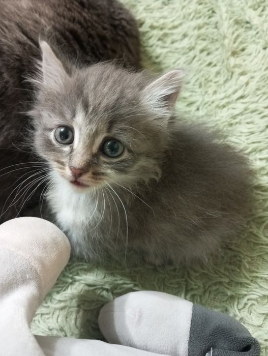Отдам котят бесплатно