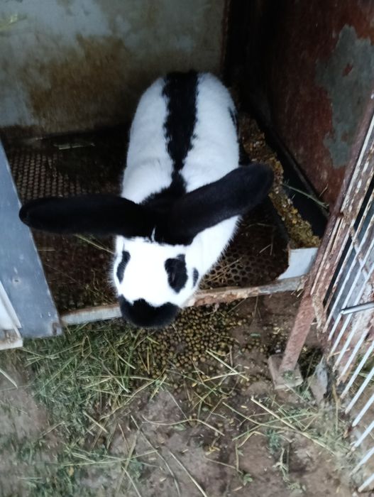 Vind 16 soldanasi metiși din mascul fluture și femele haycol