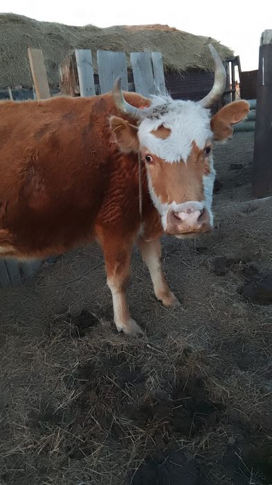 Продаем корову..
