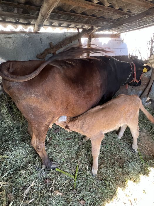vaca cu vitel de vanzare