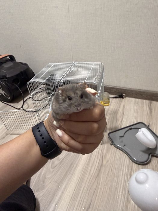Хомяка с клеткой продам