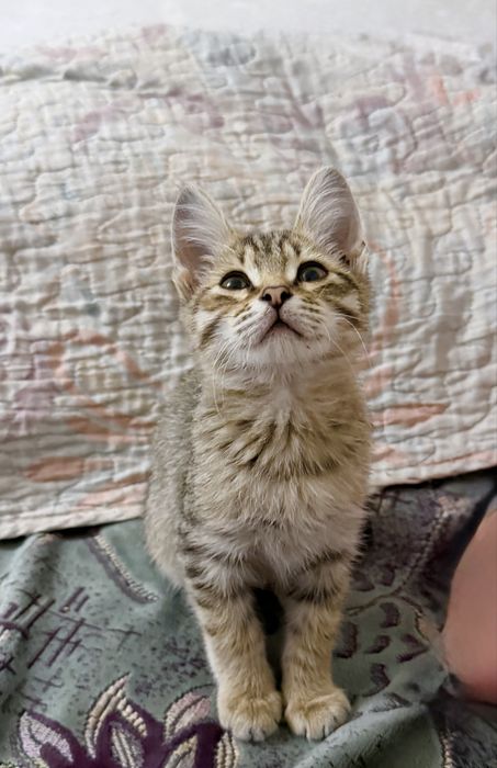 Марғау ұл / котенок мальчик