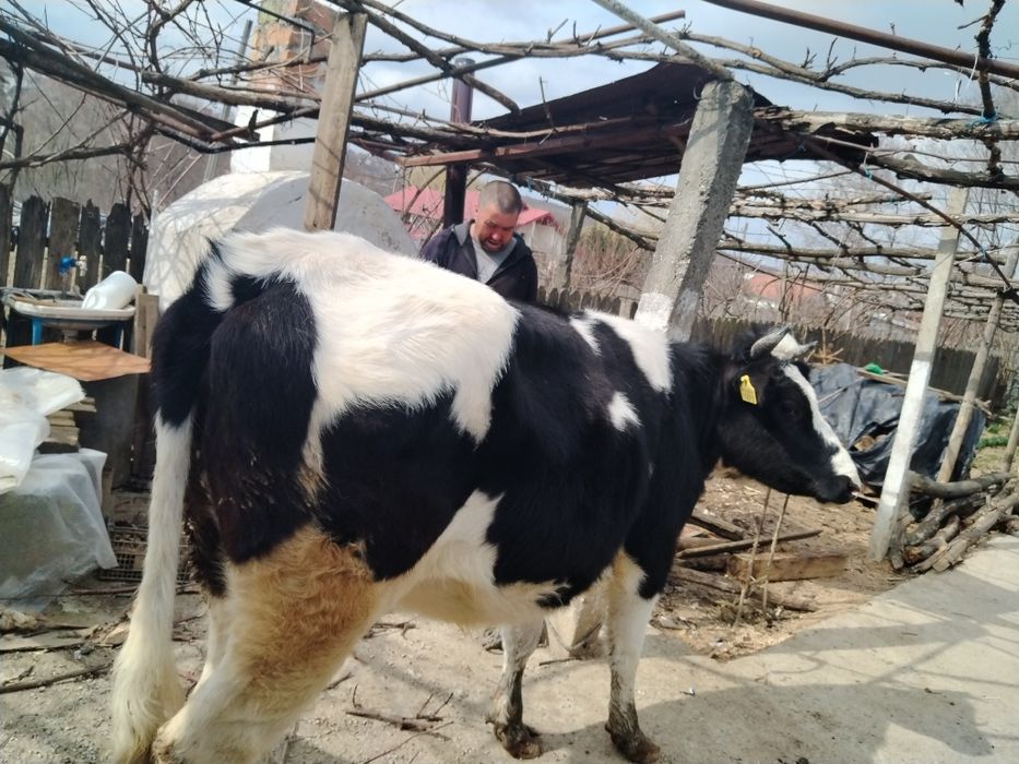 Vând  junca 1 an și 8 luni