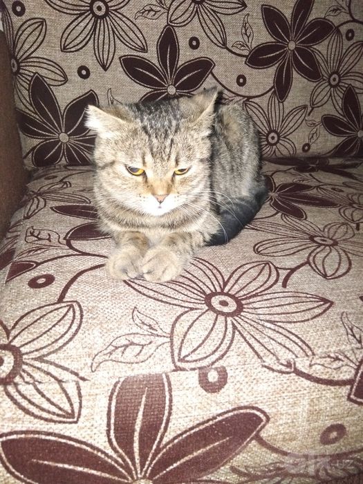 Продаём породестую кошку кличка-Маркиза