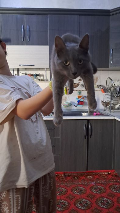 Скотш страйд сотилади тоза кон