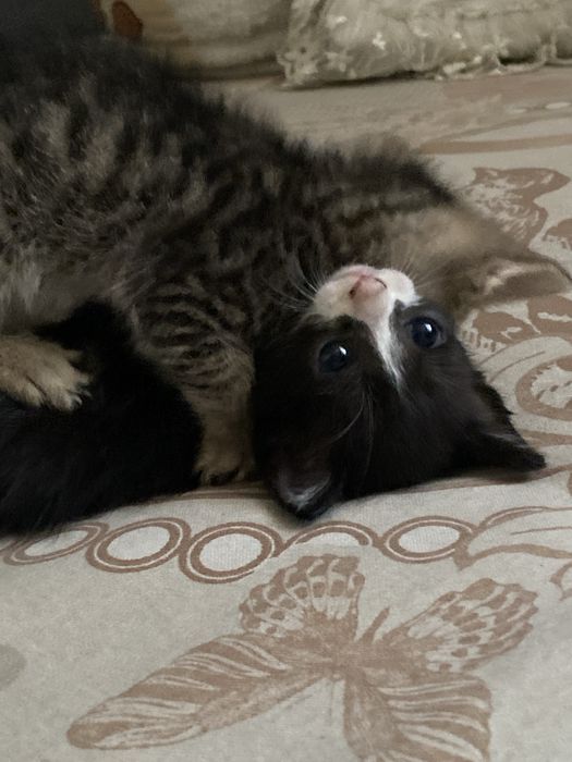 Котята ласковые