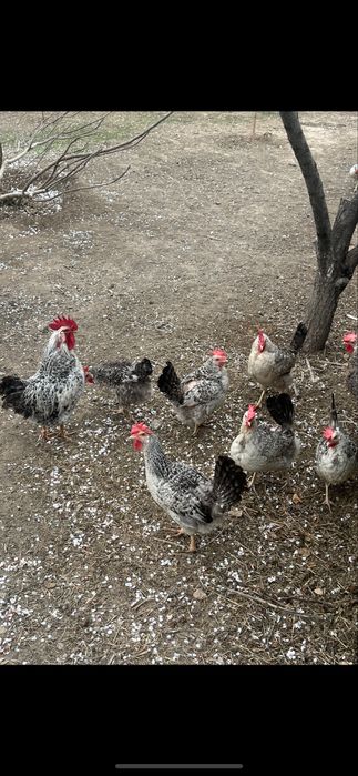 барковская барвыстая