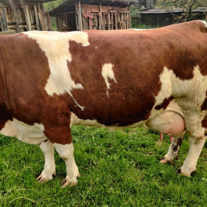 De vanzare vaca cu vitel