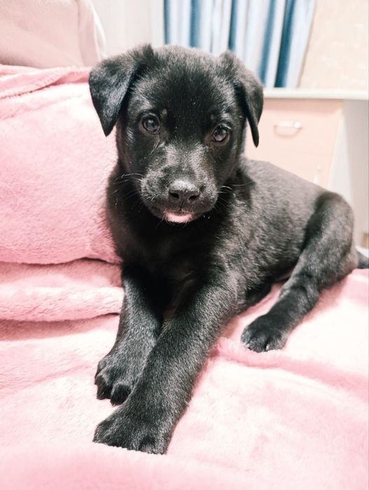 Пристраиваются щенки