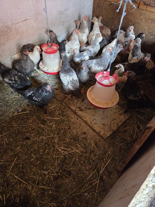 Pui de găină  de vânzare