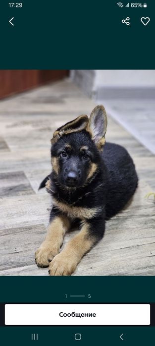 продаже щенки немецкой овчарки.