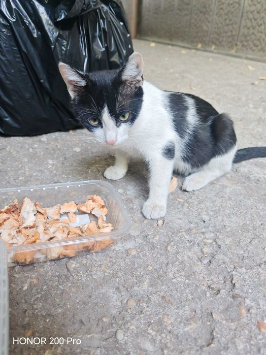 Gratuit! Motan foarte blând și iubitor