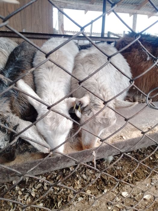 Козы дойные двух-трёх лет