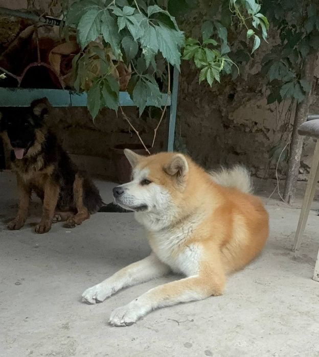 Алименты щенок японской акита