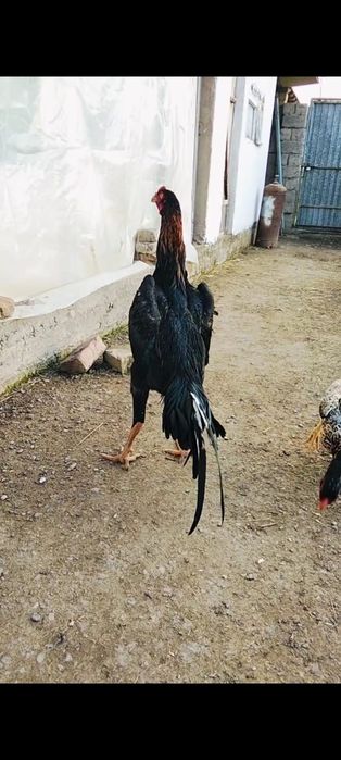 О Шамо чистокровный (Польша)