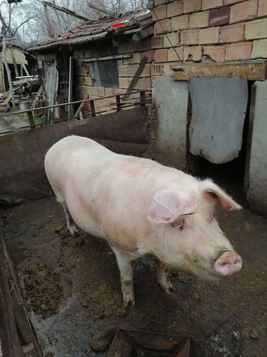 Продавам бременна свиня
