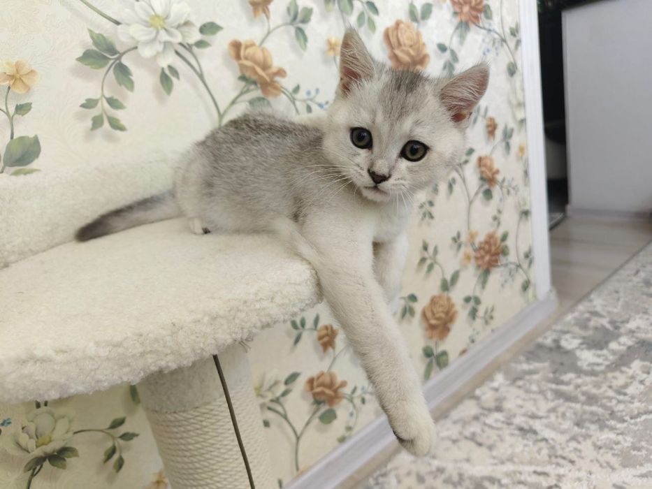 Продается котенок игривый любит ласку